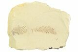 Shale With Dawn Redwood (Metasequoia) Fossils - Montana #356483-1